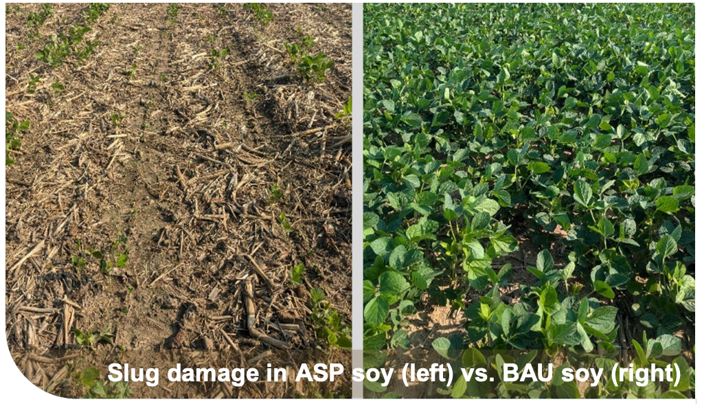 Slug damage in ASP soy (left) vs. BAU soy (right)